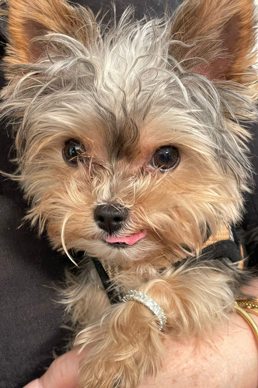 Puppy Love – Oliver Is Getting Married!